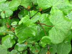 Caltha palustris