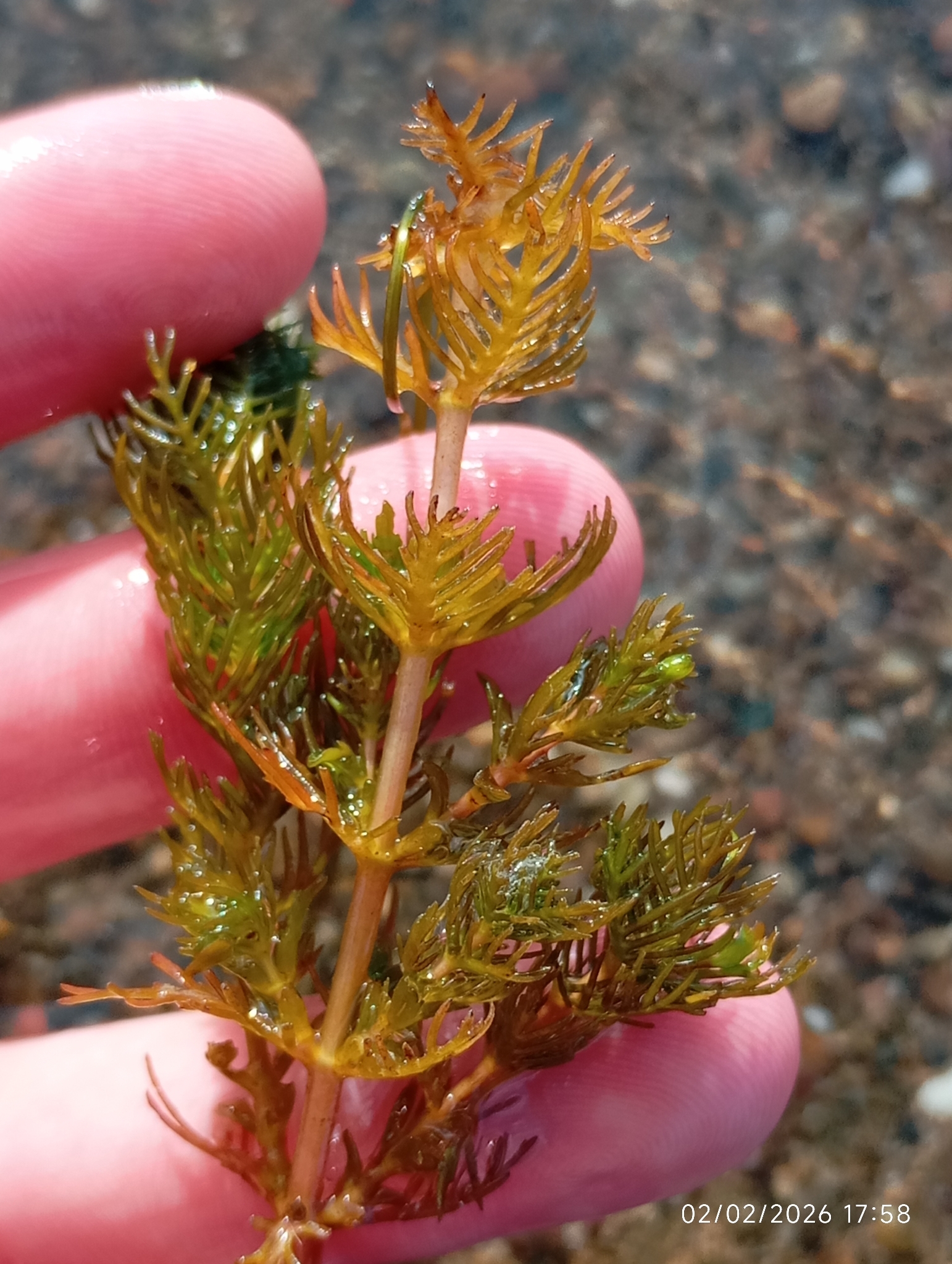 Andean Water Milfoil (Myriophyllum quitense)