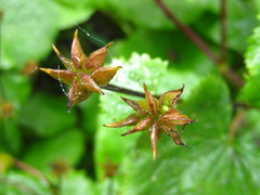 Caltha palustris