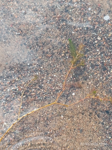 Myriophyllum quitense, photograph 2