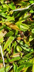 Plantago unibracteata