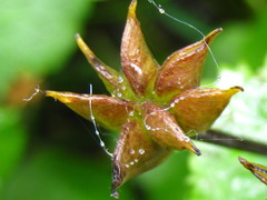 Caltha palustris