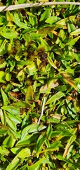 Plantago unibracteata