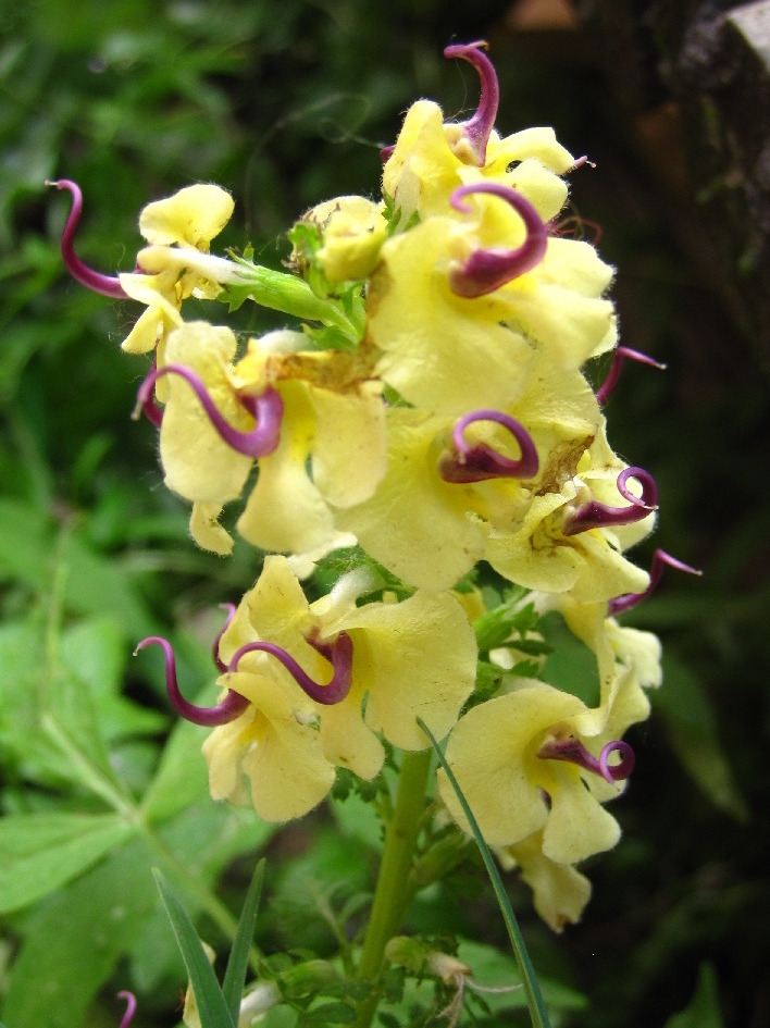 Pedicularis