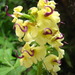Pedicularis - Photo (c) onidiras-iNaturalist, μερικά δικαιώματα διατηρούνται (CC BY-NC)