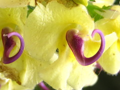 Pedicularis torta