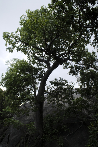 Brachychiton australis, photograph 4