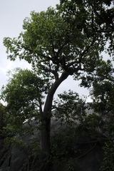 Brachychiton australis, photograph (c) quirino, some rights reserved (CC BY)