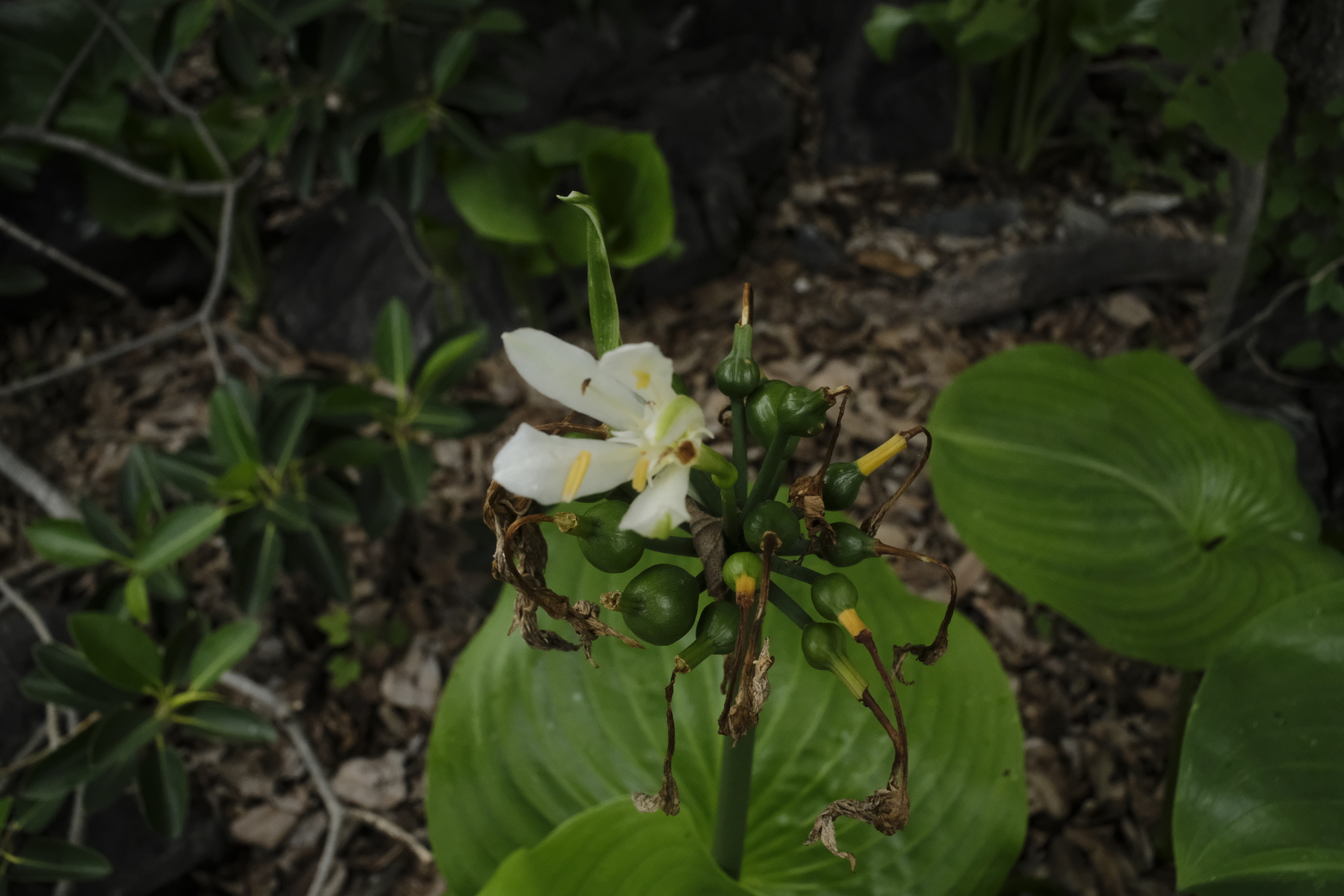 Proiphys Ambionensis (Proiphys amboinensis)