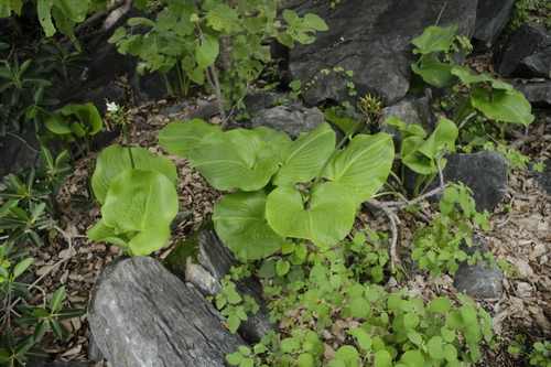 Proiphys amboinensis, photograph 1