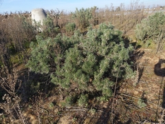 Lupinus albifrons collinus