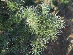 Lupinus albifrons collinus