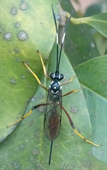 Hymenoptera