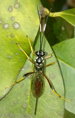 Hymenoptera
