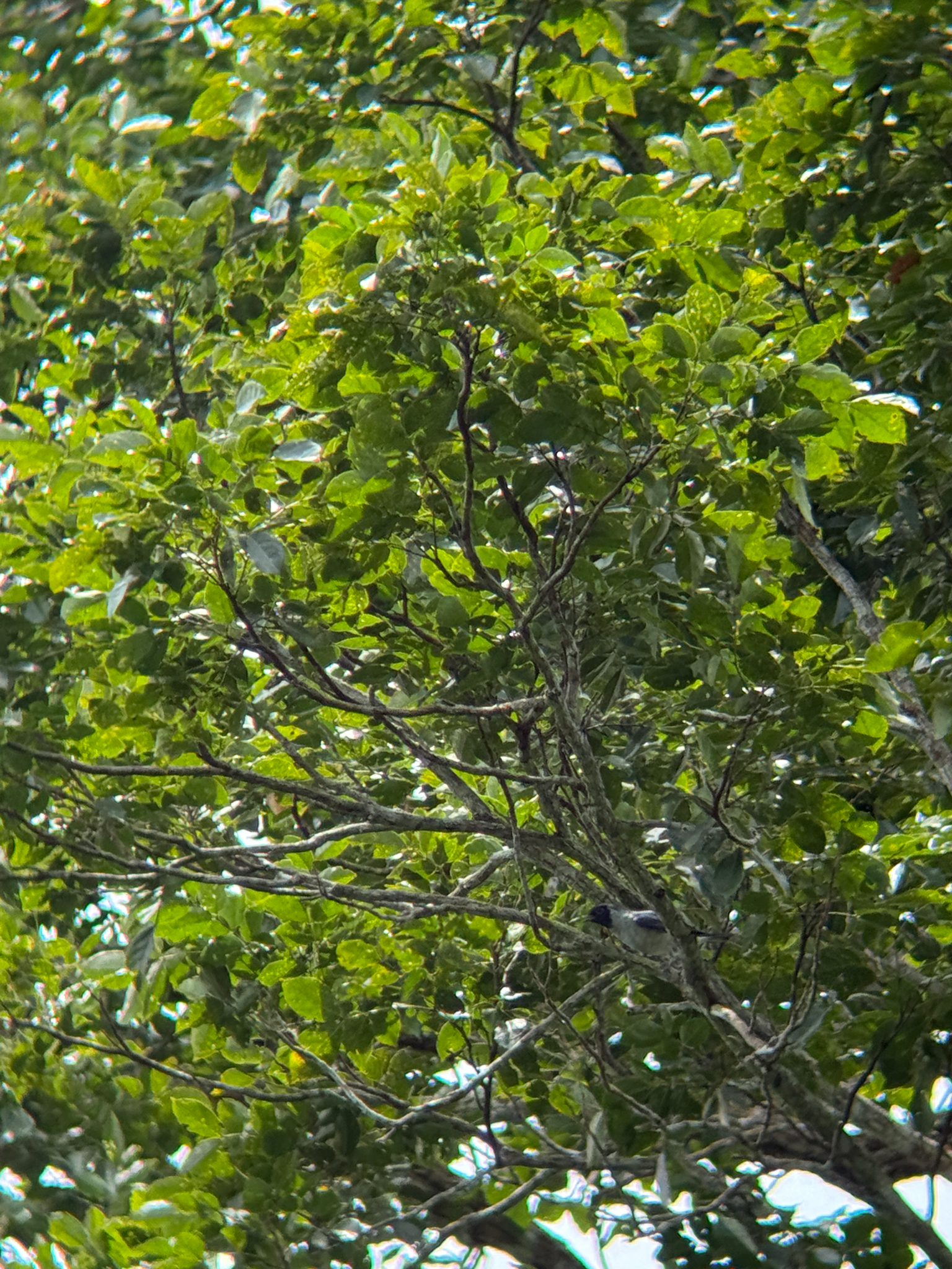 Black-faced Cotinga (Conioptilon mcilhennyi), photo 1