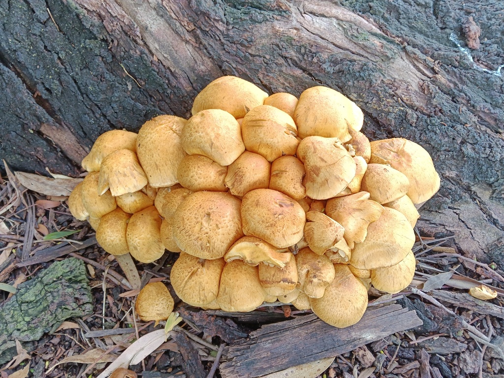 Gymnopilus junonius · February 2026 · photo: © grey (iNaturalist, cc-by-nc)