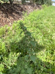 Urtica chamaedryoides