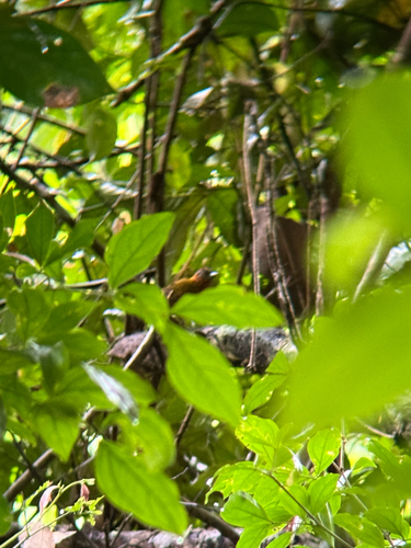 Rufous-breasted Piculet (Picumnus rufiventris)