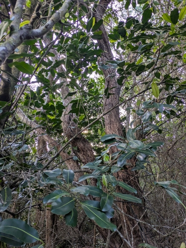 Planchonella sandwicensis observed 2026-02-05