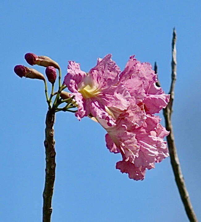 Foto de Tabebuia rosea (Bertol.) Bertero ex A.DC.