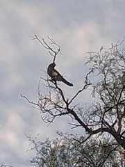 Spiziapteryx circumcincta