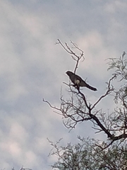 Spiziapteryx circumcincta