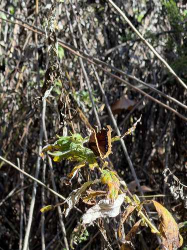 iNaturalist observation photo of Mourning Cloak