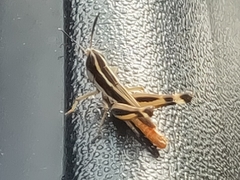 Macrotona securiformis