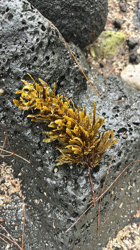 Sargassum aquifolium observed 2026-02-05