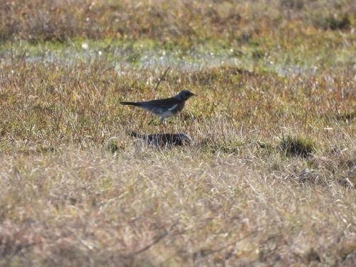 Fieldfare