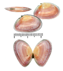 Nitidotellina hokkaidoensis