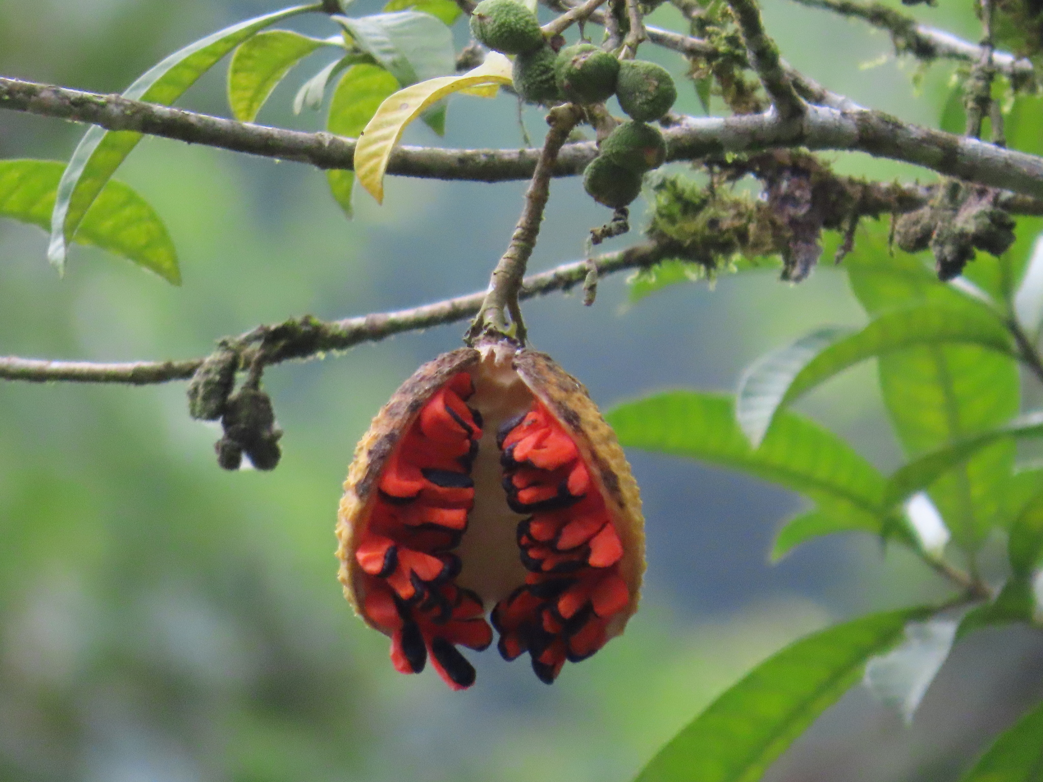 Tabernaemontana catharinensis
