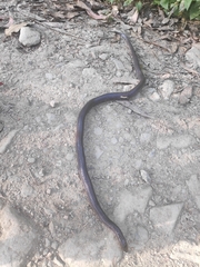 Clelia equatoriana