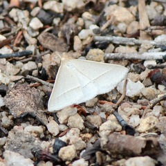 Epidesmia perfabricata