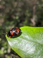 Paropsisterna sexpustulata