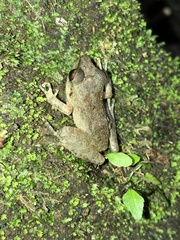 Pristimantis malkini