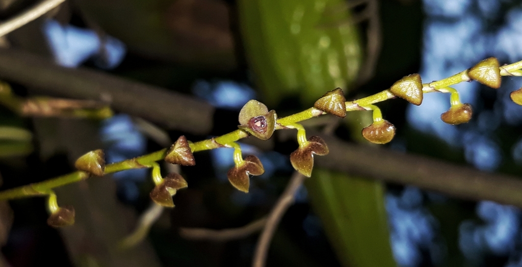 Stelis purpurascens