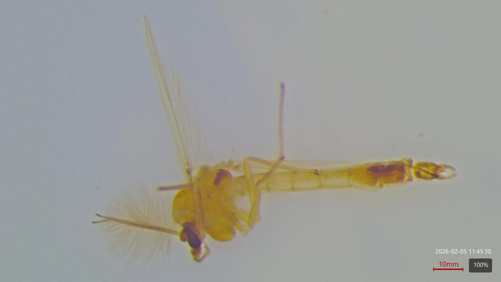 Harnischia curtilamellata