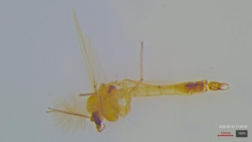 Harnischia curtilamellata