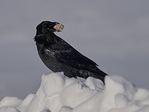 Cuervo grande (Corvus corax)