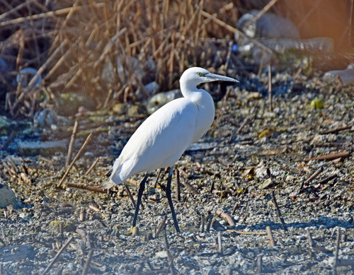 Garceta común (Egretta garzetta)
