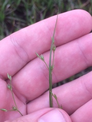 Juncus dichotomus