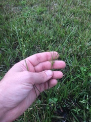 Juncus dichotomus