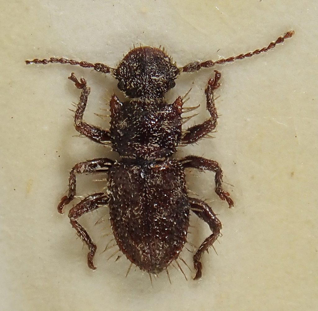 Proterhinus fimbriatus