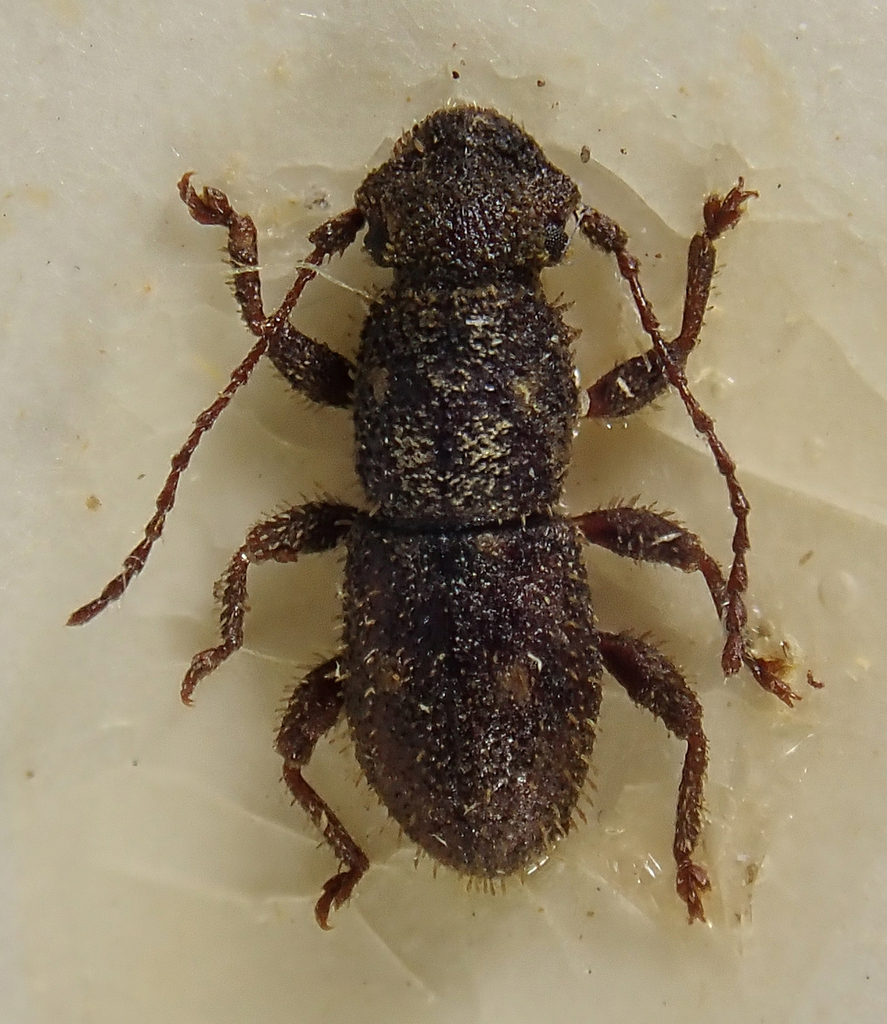 Proterhinus gourvesi