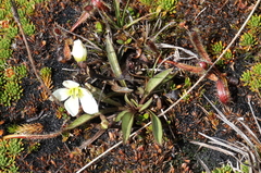 Gentianella serotina