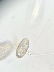Colepidae