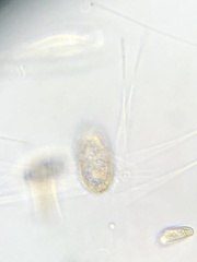 Colepidae