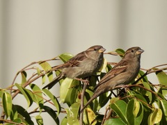 Passer domesticus