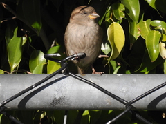 Passer domesticus